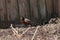 American Robin Walking Through Mulch