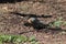 American Robin Walking Through Mulch