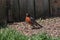 American Robin Walking Through Mulch