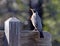 American Robin On Wooden Sign