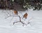 American Robins in the snow