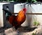 American rooster in the Garden of the Nations Park in Torrevieja. Alicante, on the Costa Blanca. Spain .