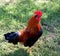 American rooster in the Garden of the Nations Park in Torrevieja. Alicante, on the Costa Blanca. Spain .