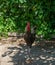 American rooster in the Garden of the Nations Park in Torrevieja. Alicante, on the Costa Blanca. Spain.