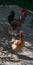 American rooster in the Garden of the Nations Park in Torrevieja. Alicante, on the Costa Blanca. Spain.