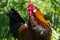 American rooster outdoors in the countryside