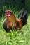 American rooster outdoors in the countryside