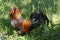American rooster outdoors in the countryside