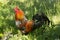 American rooster outdoors in the countryside