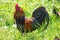 American rooster outdoors in the countryside