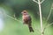 American Rose finch  standing on a branch  with green background