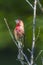 American Rose finch  standing on a branch  with green background