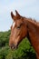 American Saddle Horse portrait