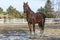 American Saddlebred Horse