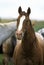 AMERICAN SADDLEBRED HORSE, PORTRAIT