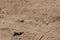 American Sand Wasp Bembicini 2