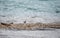 American sandpiper walking along the lakeside.  Banff National Park,