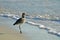 American Short-billed Dowitcher Sandpiper in Surf