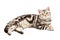 American Shorthair cat