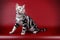 American shorthair cat on colored backgrounds