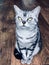 American shorthair cat with green eyes. Silver tabby kitty sit on the vintage wood floor, thinking. Sweet pet kitten short hair