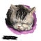 American Shorthair cat isolated on white background. Digital art illustration of hand drawn kitty for web. Kitten short haired