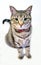 American Shorthair cat sitting