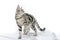 American Shorthair cat on white