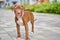 American shorthaired brown pitbull terrier on leash standing and looking at camera outdoors