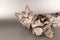 American shorthaired kitten on silver background