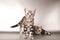 American shorthaired kitten on silver background