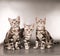 American shorthaired kittens on silver background