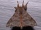 American silkworm moth (family Apatelodidae) Apatelodinae