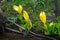 American skunk cabbage blossoms in spring