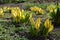 American Skunk-cabbage - Lysichiton americanus at Hilliers Arboretum, Hampshire, England, UK.