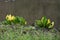 American Skunk-cabbage - Lysichiton americanus at Hilliers Arboretum, Romsey, Hampshire, England, UK.