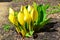 American Skunk-cabbage - Lysichiton americanus at Hilliers Gardens, Hampshire, England, UK.