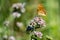 American small copper butterfly close up portrait