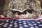 American soldier mourning and praying with the Bible in his hands and the American flag