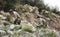 American soldiers fight at the front climbing the steep green wild mountains of the Apuan Alps along the Gothic Line in camouflage