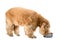 American Spaniel eating dry food from a metal bowl isolated on white background