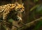 The American spotted cat Leopardus pardalis walking on the branche. Dark background