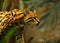 The American spotted cat Leopardus pardalis walking on the branche. Dark background