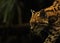 The American spotted cat Leopardus pardalis walking on the branche. Dark background. American spoted cat detail, portrait