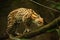 The American spotted cat Leopardus pardalis walking on the branche. Dark background. American spoted cat detail, portrait