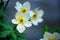 American Spreading Globeflower Trollius Laxus Wildflower by a Mo
