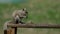 American Squirrel - Tamiasciurus hudsonicus, sitting in the park and feeding.