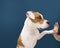 American Staffordshire dog high five. Isolated on blue background