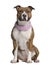 American Staffordshire terrier, 15 months old, seated