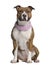 American Staffordshire terrier, 15 months old, seated, wearing a pink bandana